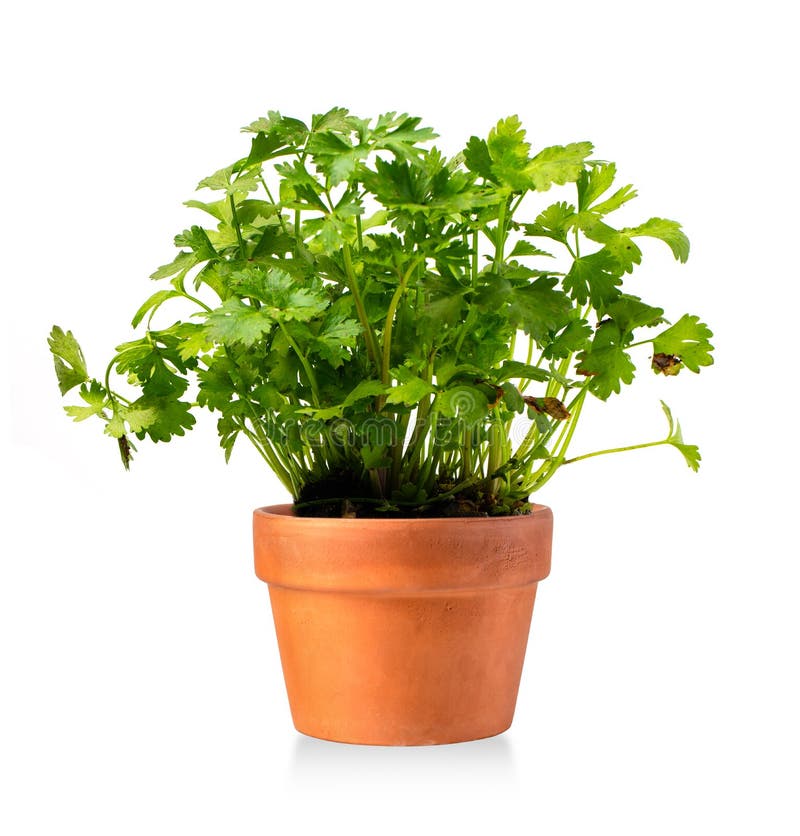 New Celery Plant in a Ceramic Pot Stock Photo Image of growth