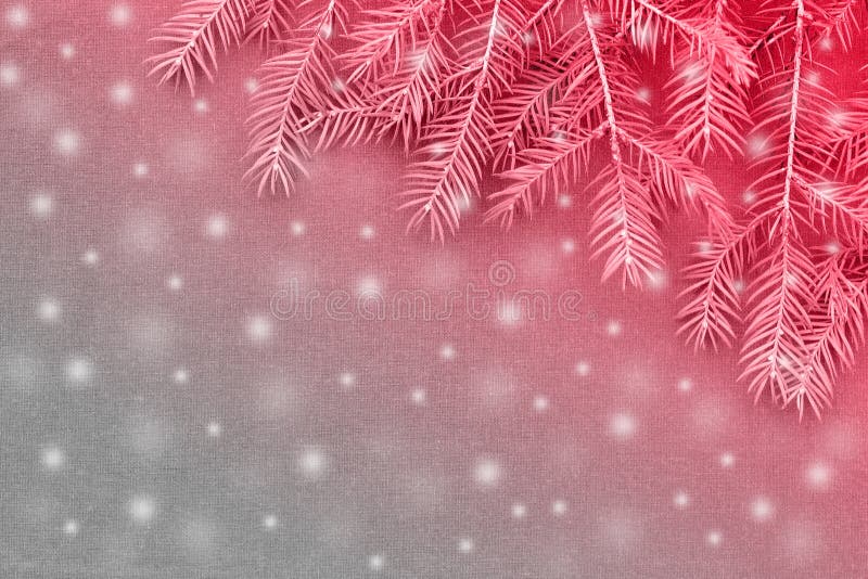 New Christmas background with real pine tree branches