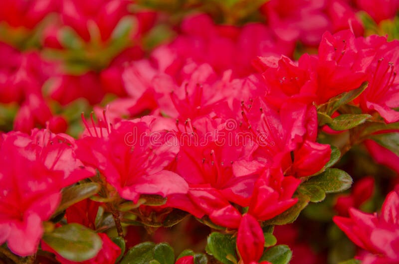 New Crimson azalea season