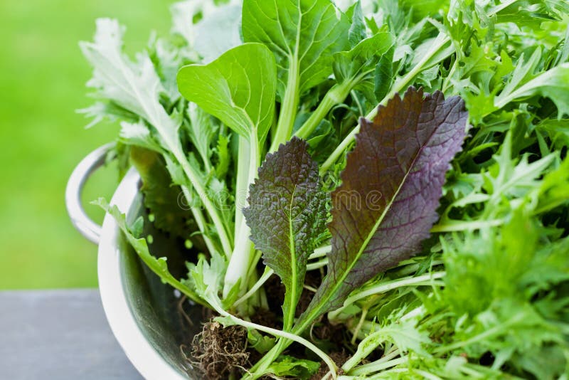 New crop of fresh organic mix salad leaves with mizuna, lettuce, pakchoi, tatsoi, kale, spinach and leaf mustard