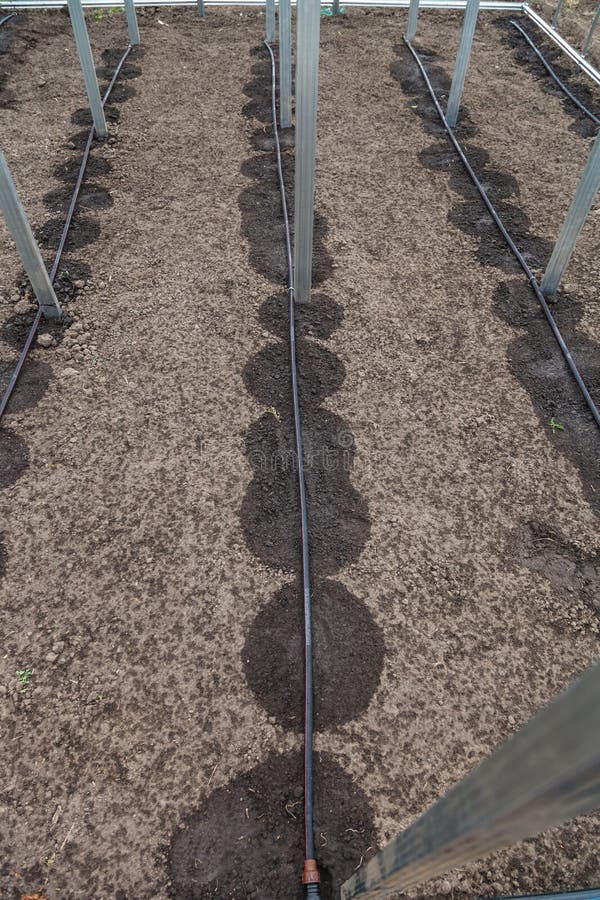New Drip Irrigation System in Greenhouse Stock Image Image of garden