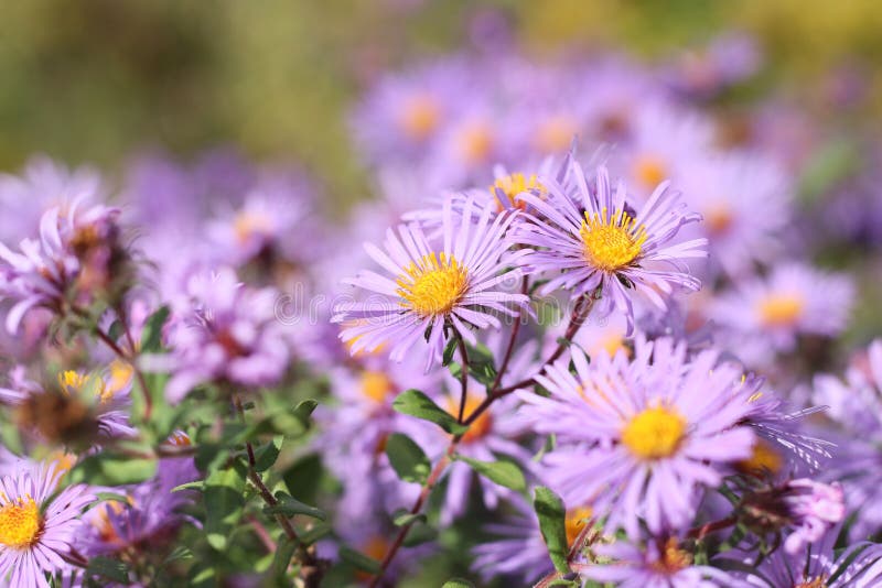 New England Aster royalty free stock image New England Aster royalty free stock image