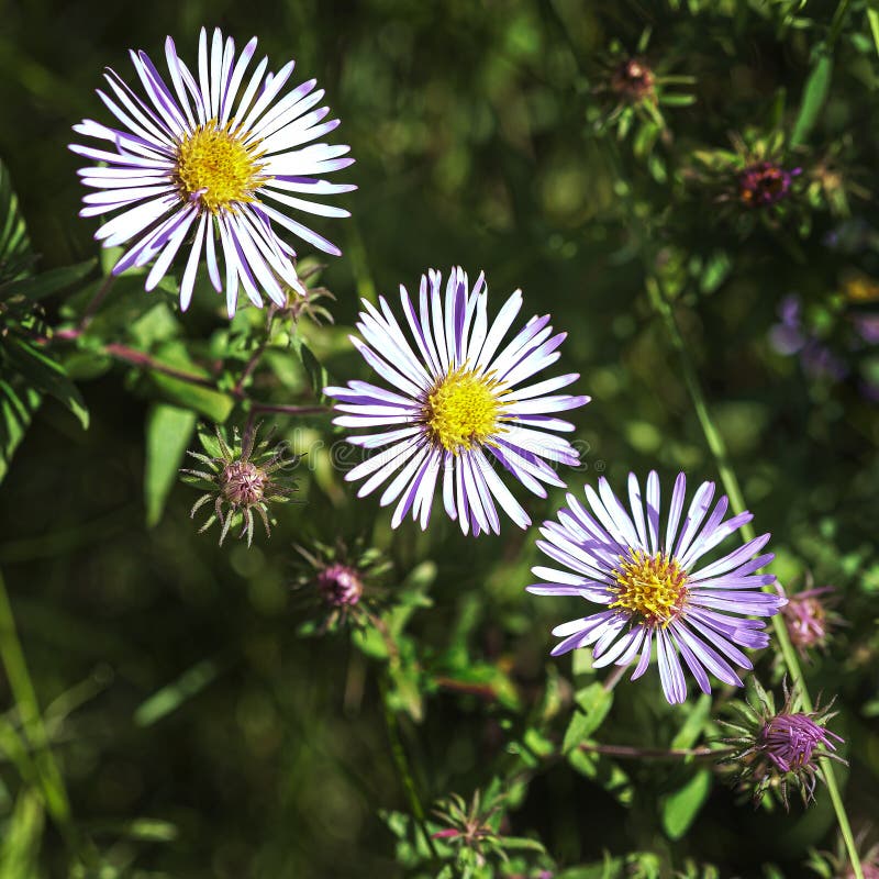 New England Asters are among the Most Common Wild Flowers Stock Image Image of arranged