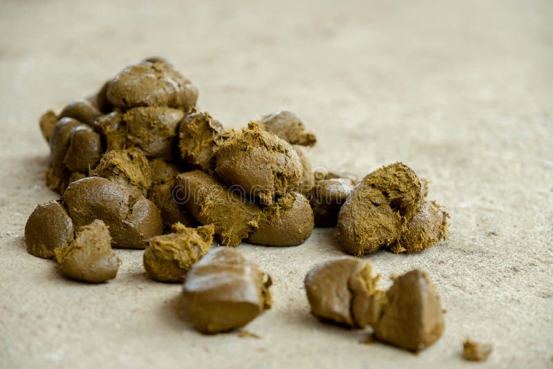 New feces horse big. stock photo. Image of smell, dirty 115723398