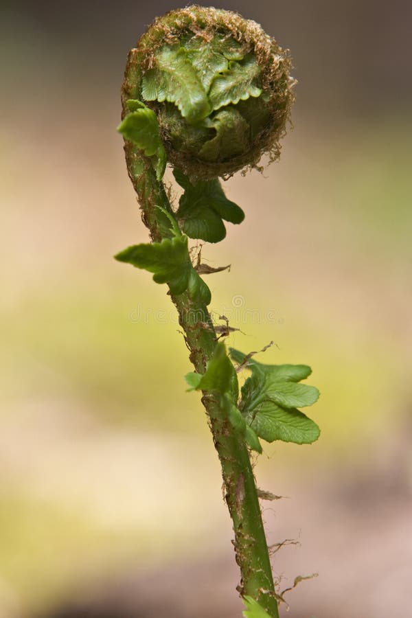 New fern leaf