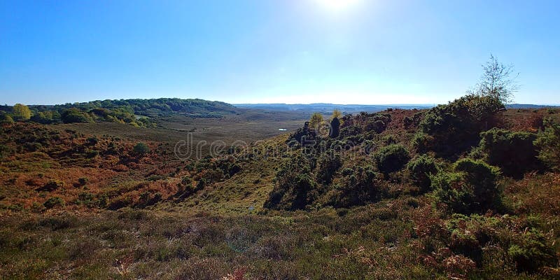 New Forest in October stock image New Forest in October stock image