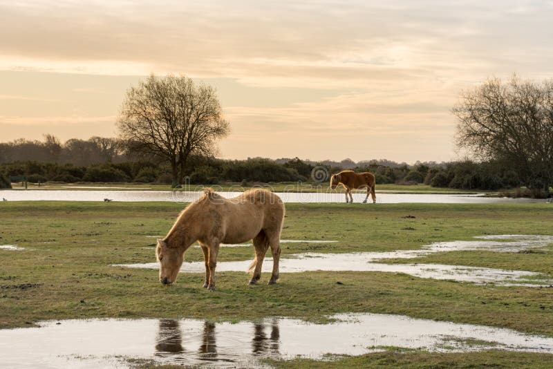 New Forest ponies feeding on grass Hampshire, UK royalty free stock image New Forest ponies feeding on grass Hampshire, UK royalty free stock image