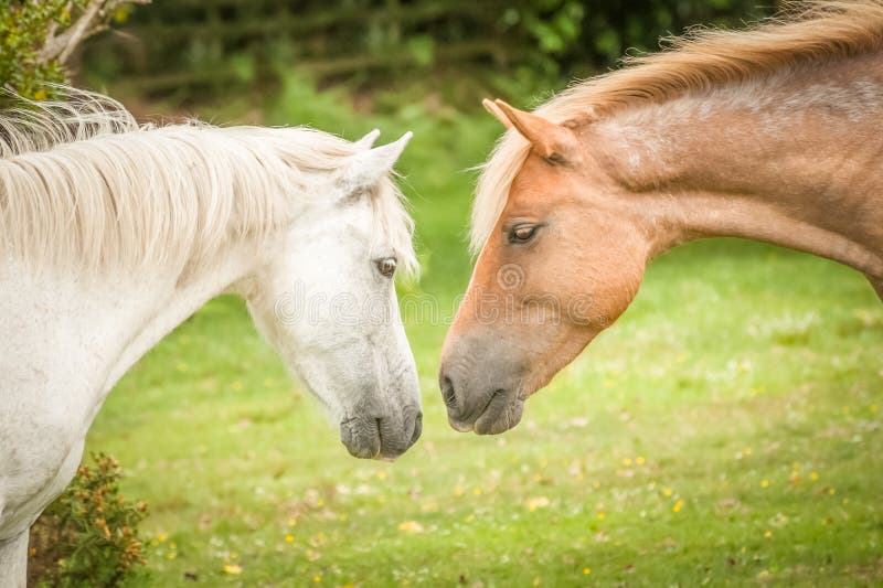 New Forest ponies