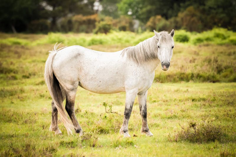 New forest pony