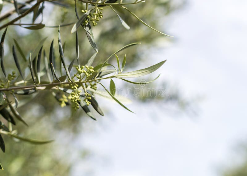 New forming olive buds stock image. Image of growth, copy 92537649