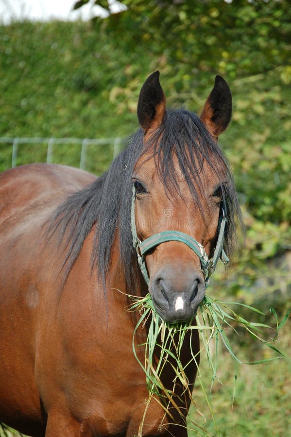 New Forrest Horse