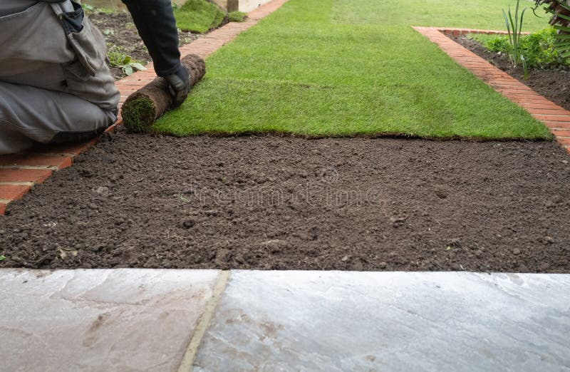 New grass turf being installed in a garden along new brick edging stock image