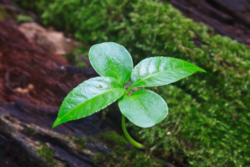 New green sprout growing from dead log stock photography