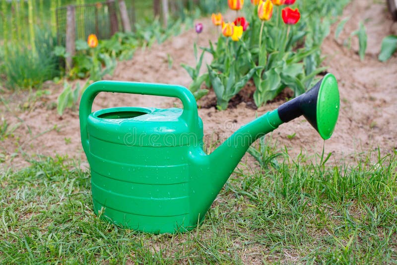 New Green Watering Can Standing on Grass Stock Photo Image of growth