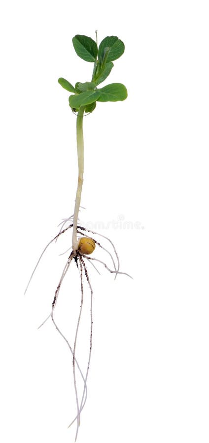 A single pea sprout isolated on a white background. new growth, life, hope, birth.