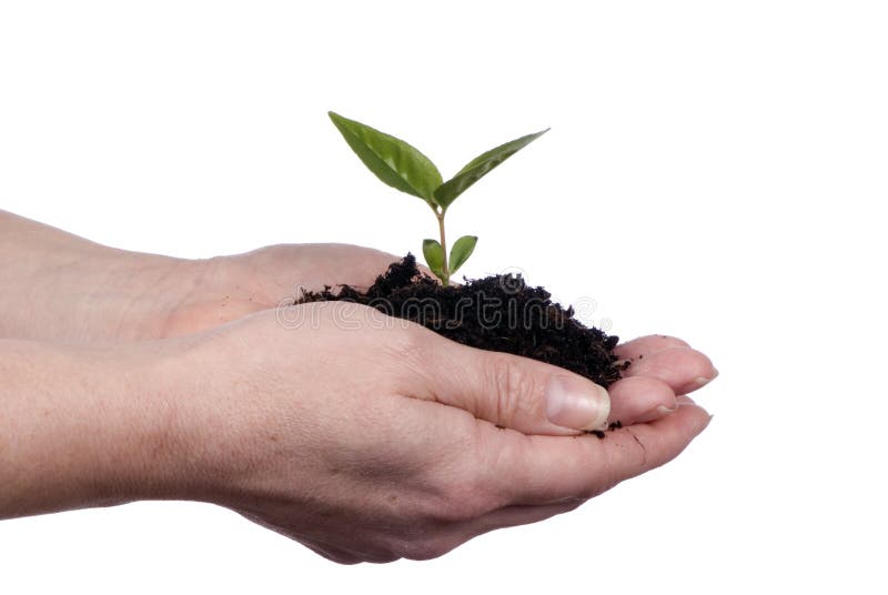 Tese le mani in possesso di un nuovo piantina per la semina di primavera.