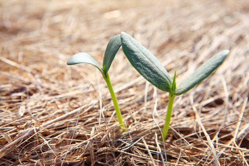 New growth stock photo. Image of spring, plants, fertile 7565462