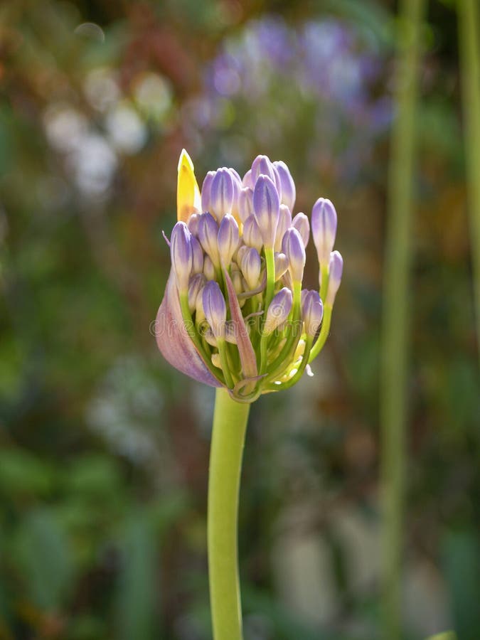 A Flower Breaking through Clay, Deserted Steppe Fields with Shrubs