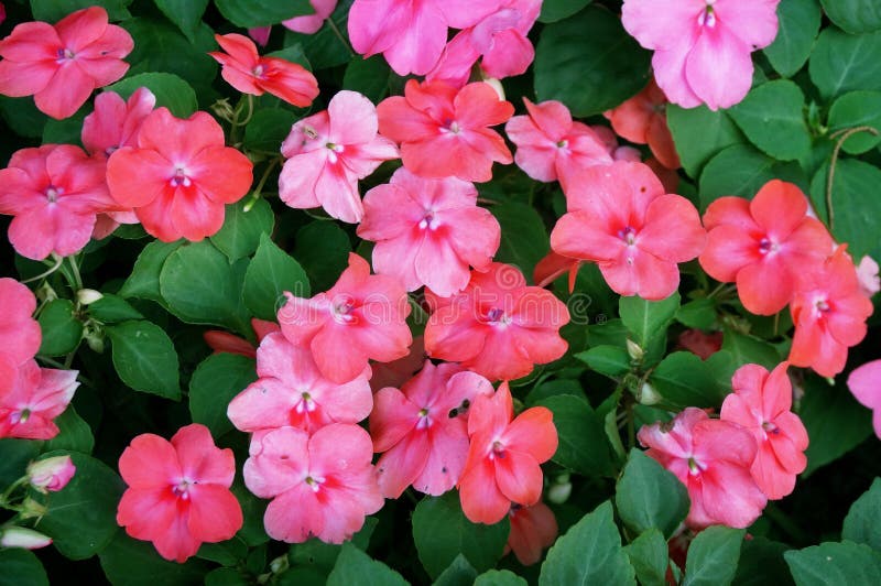 New Guinea Impatiens Images – Browse 111 Stock Photos, Vectors, and Video