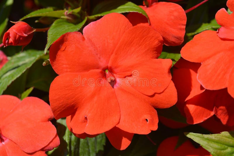 New Guinea Impatiens Images – Browse 111 Stock Photos, Vectors, and Video