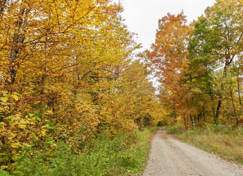 New Hampshire Dirt Road Curving through Woods Stock Image Image of