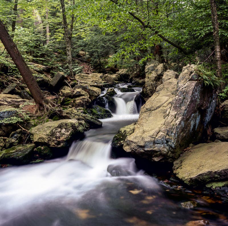 New Hampshire; White Birch Trees in Winter Stock Image Image of