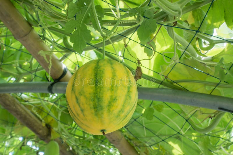 New Hybrid Watermelon Hanging on the Vine Stock Image Image of