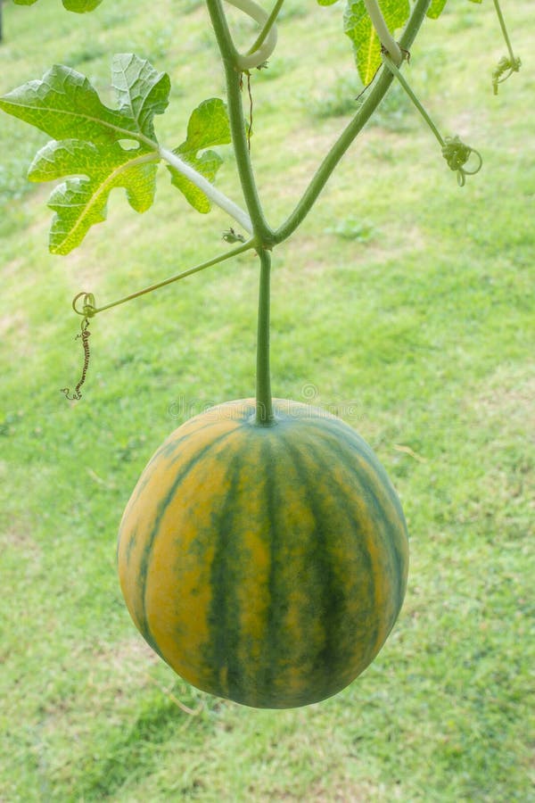 New Hybrid Watermelon Hanging on the Vine Stock Photo Image of breed