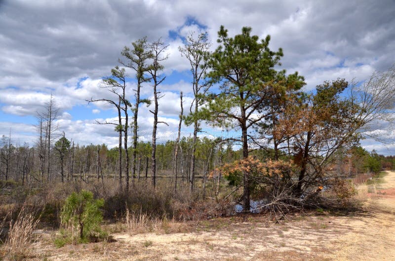 New Jersey Pine Lands stock photo. Image of barrens, jersey 31947176