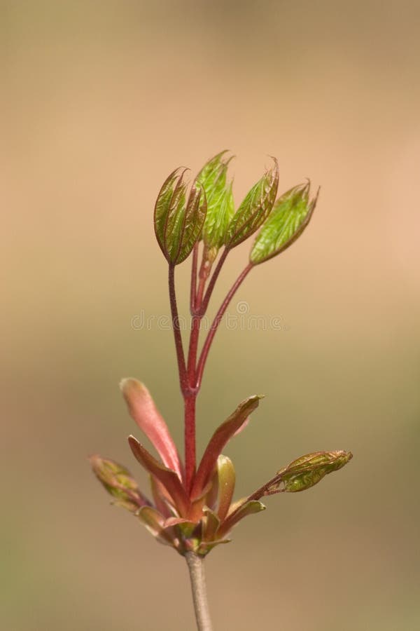 Free New Leaf On Maple Tree At Spring Royalty Free Stock Photos - 7928968