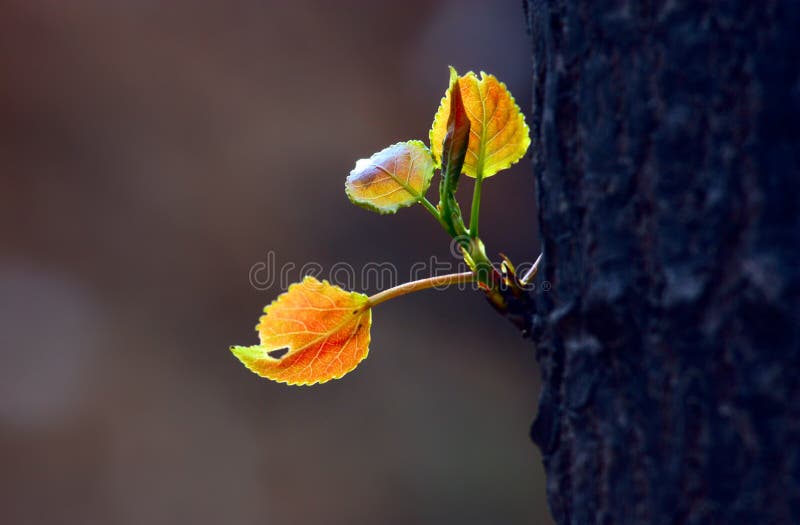 New leaf in spring