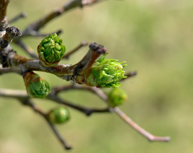 New Leaves