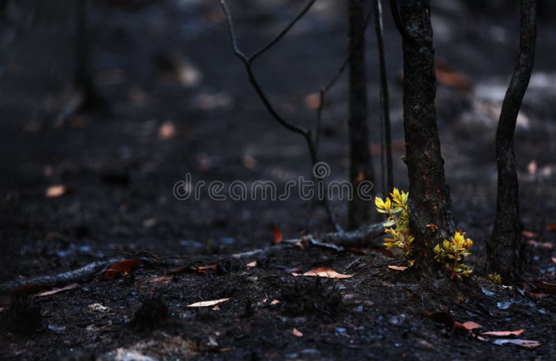 New leaves grown after forest was burn. rebirth of nature after the fire.