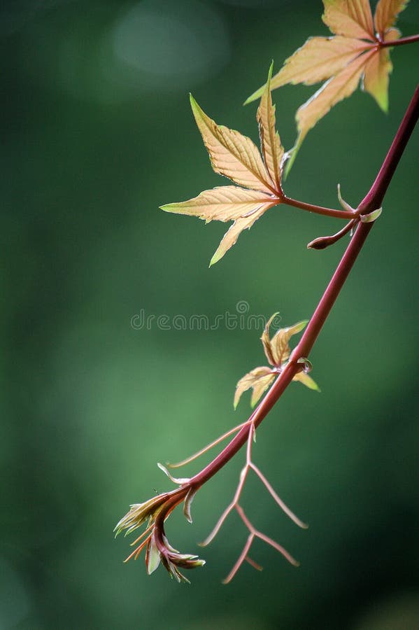 New leaves, ivy