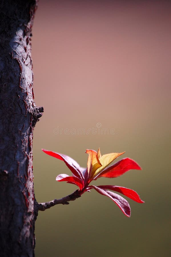 New leaves in spring