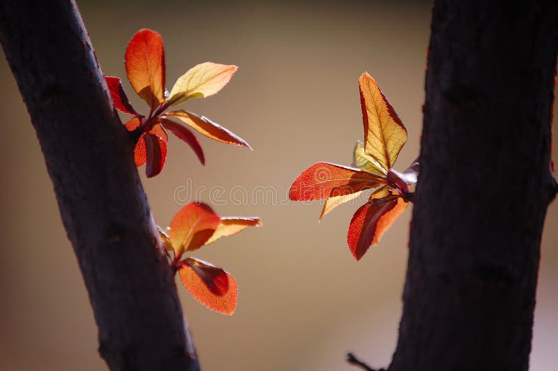 New leaves in spring