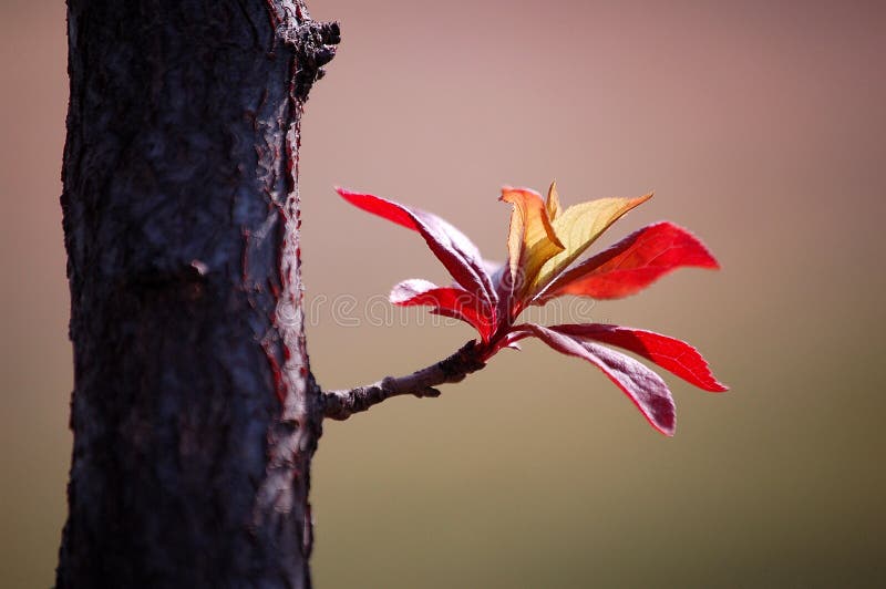 New leaves in spring