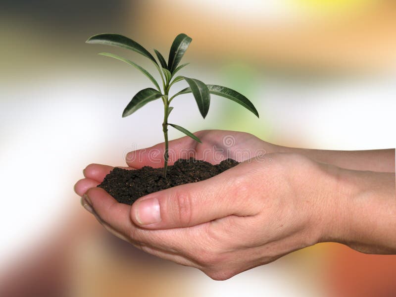 Manos posesión pequeno planta.