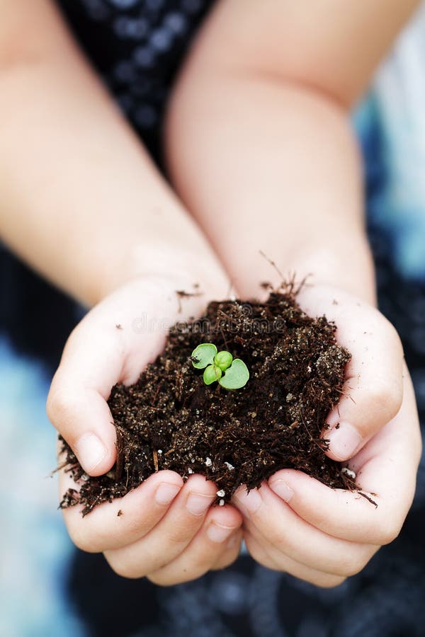 Seedling plant in the hands of a child. Seedling plant in the hands of a child