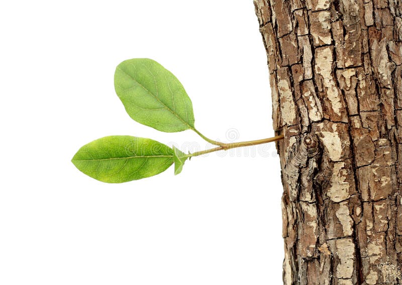 Old log with new shoot and fresh green leaves, new life-concept. Regenerate stock images, royalty-free photos and pictures