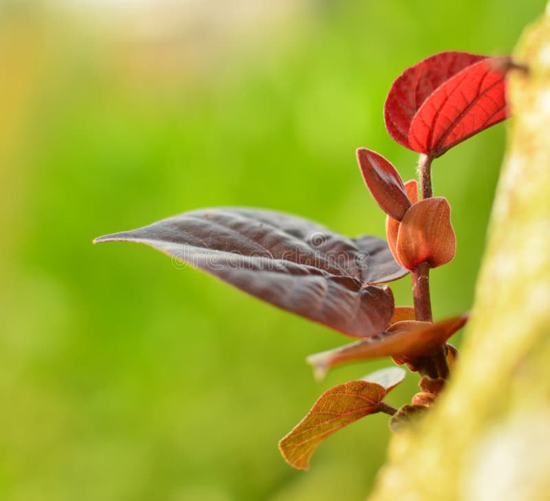 New Life stock images New Life stock images