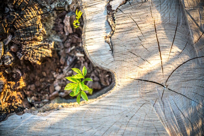 New Life concept with seedling growing sprout on the stump stock photo New Life concept with seedling growing sprout on the stump stock photo