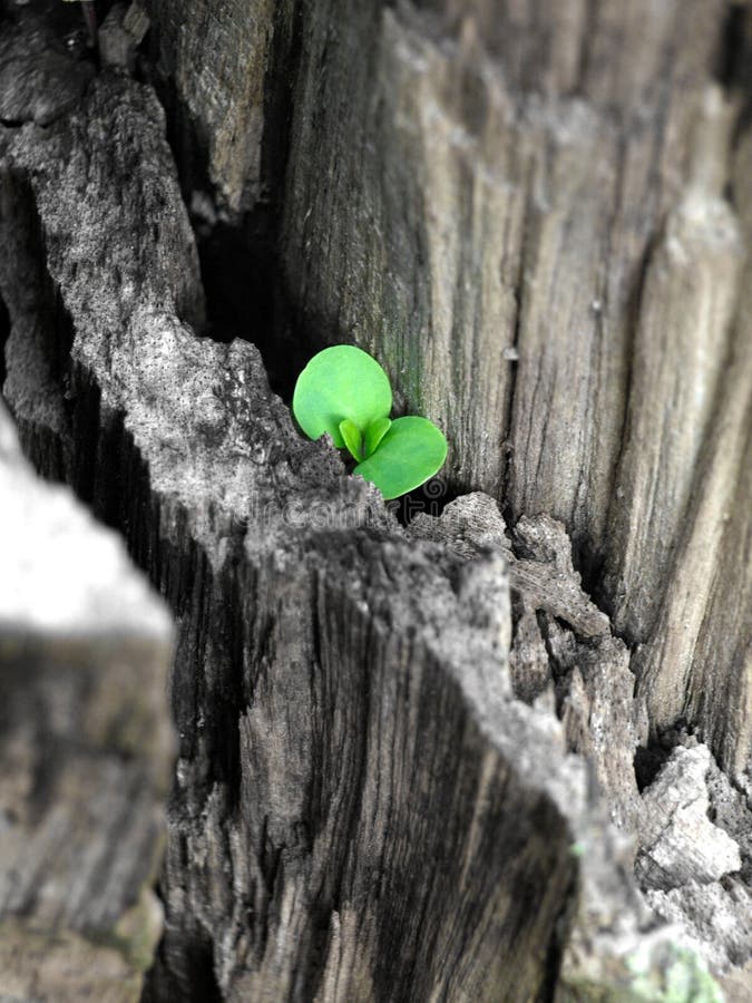living earth new hope living earth new hope