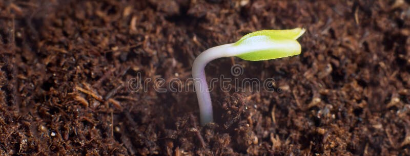 New life start. New beginnings. Plant germination on soil.