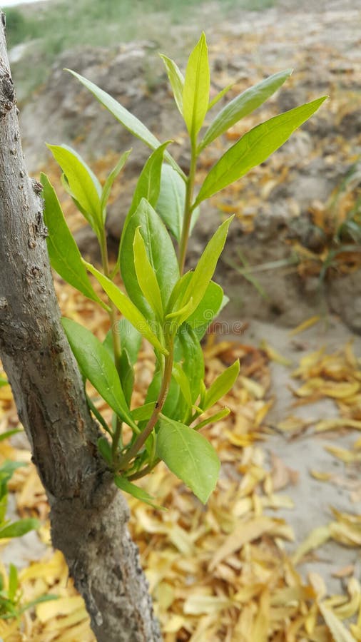 New Life The Tree Stock Image. Image Of Tree, Leaves - 177023237