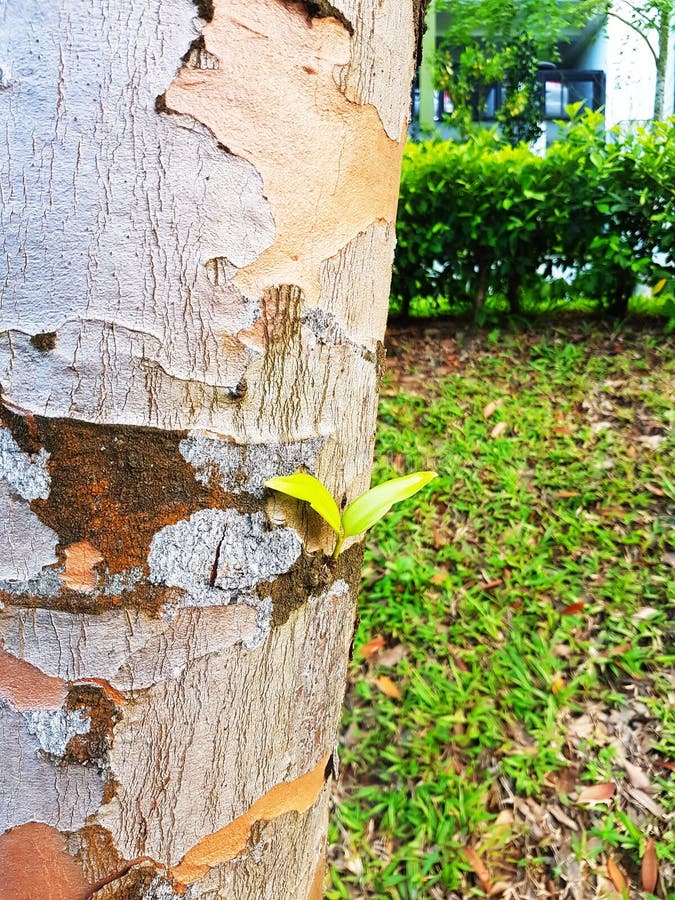 New Life Of A Tree Stock Image. Image Of Tree, Starying - 89321337