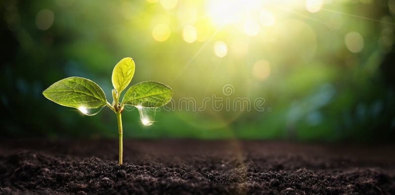 New Life Young Plant in Sunlight. Gardening Stock Photo - Image of ...