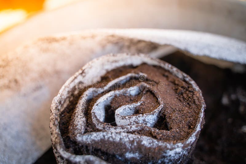 A New Method of Germinating Seedlings in Rolls. Fertilized Soil with