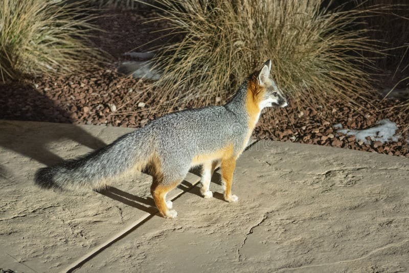 New Mexico Gray Fox stock photo. Image of alert, wildlife - 266047328