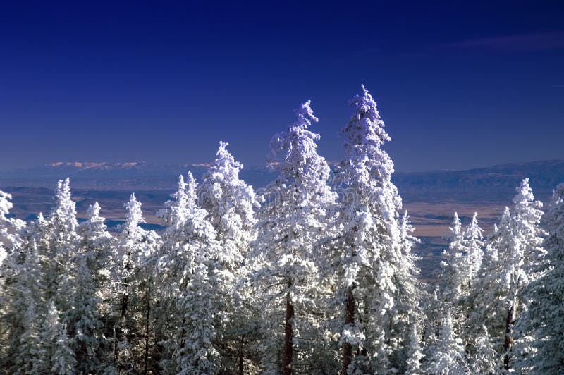 New Mexico Mountain Winter Pine Trees in Snow Stock Photo Image of